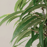 Новые сорта растений – уже скоро